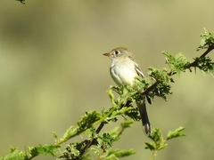 Empidonax minimus