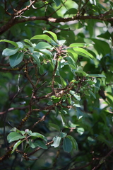 Arbutus xalapensis
