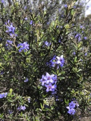 Halgania andromedifolia