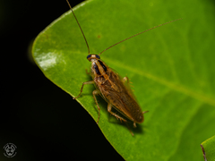 Blattella