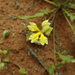 Goodenia cycloptera - Photo (c) miranda2372, alguns direitos reservados (CC BY-NC)