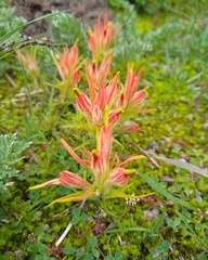 Castilleja moranensis
