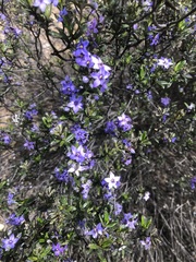 Halgania andromedifolia