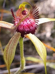 Caladenia paludosa