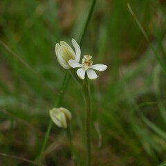 Caladenia prolata