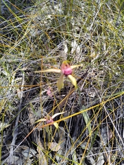Caladenia paludosa
