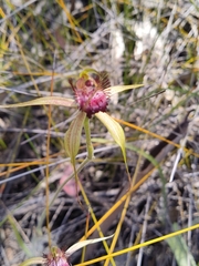 Caladenia paludosa