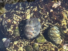 Haliotis cracherodii