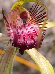 Caladenia paludosa