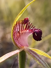 Caladenia paludosa