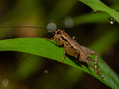 Gryllidea