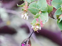 Arctostaphylos pallida