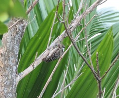 Yungipicus moluccensis