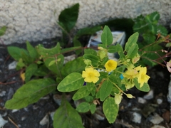 Oxalis frutescens