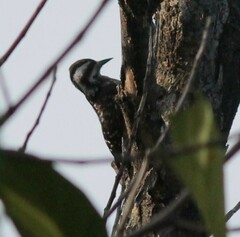 Yungipicus moluccensis