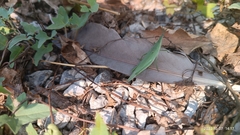 Atractomorpha lata