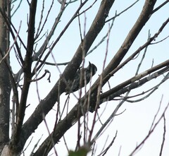 Yungipicus moluccensis