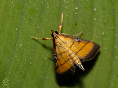 Cnaphalocrocis medinalis