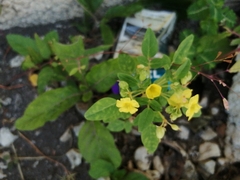 Oxalis frutescens