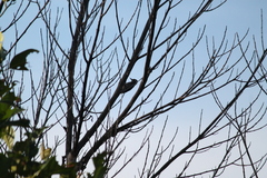 Yungipicus moluccensis