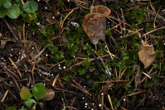 Marasmiellus filopes