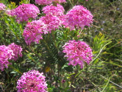 Pimelea ferruginea