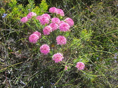 Pimelea ferruginea