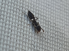 Crematogaster teranishii