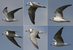 Chlidonias leucopterus