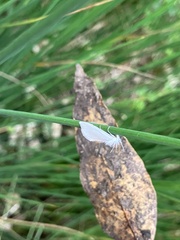 Tipanaea patulella