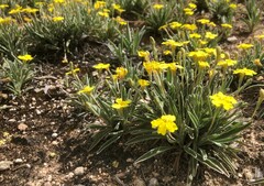 Goodenia willisiana