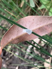 Tipanaea patulella