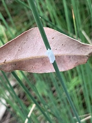 Tipanaea patulella