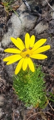 Euryops abrotanifolius