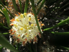 Petrophile longifolia