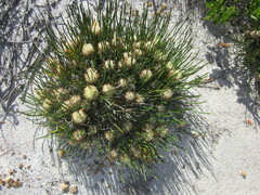 Petrophile longifolia