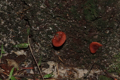 Lactarius eucalypti