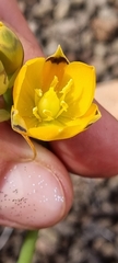 Ornithogalum maculatum