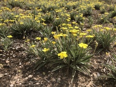 Goodenia willisiana