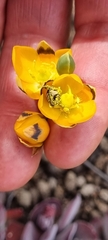 Ornithogalum maculatum