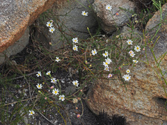 Thaminophyllum
