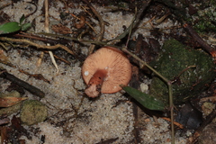Lactarius eucalypti