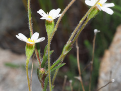 Thaminophyllum
