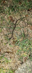Thamnophis saurita