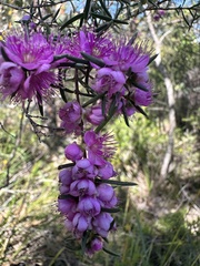 Hypocalymma robustum