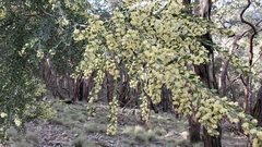 Acacia howittii