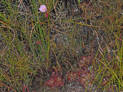 Drosera admirabilis