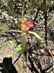 Caladenia viridescens