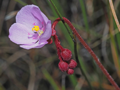 Drosera admirabilis