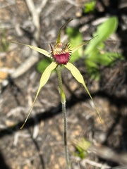 Caladenia viridescens